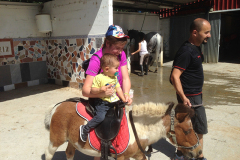 Baby Pony